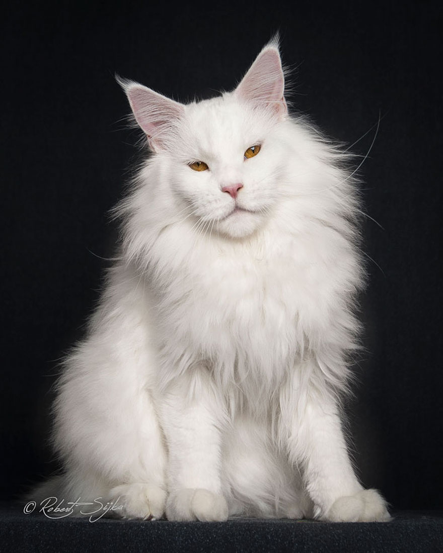 maine-coon-cat-photography-robert-sijka-66-57ad8f2fc1a1a__880