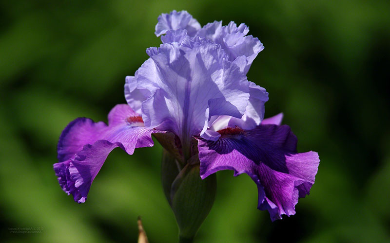 iris-foto-22