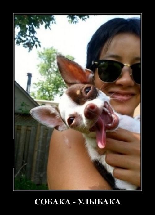 Демотиваторы для хорошего настроения