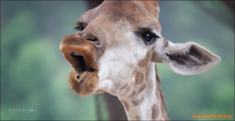 Забавные животные (34 фото) Забавные животные (34 фото)