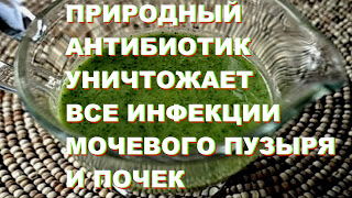 ПРИРОДНЫЙ АНТИБИОТИК УНИЧТОЖАЕТ ВСЕ ИНФЕКЦИИ МОЧЕВОГО ПУЗЫРЯ И ПОЧЕК