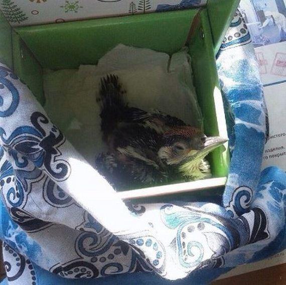 Когда девушка отобрала этого птенца у детей, она еще не знала, кому именно спасает жизнь… Когда девушка отобрала этого птенца у детей, она еще не знала, кому именно спасает жизнь…