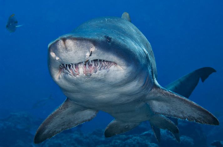 Что на дне Японского моря? Что на дне Японского моря?