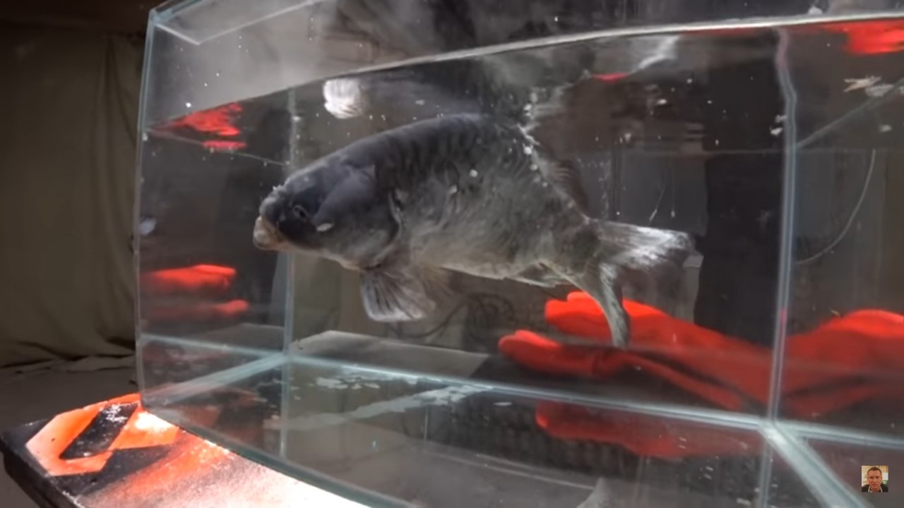 Живая Рыба В Красноярске Где Купить