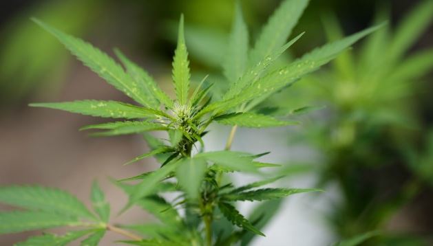 Here Are Some Of The Ridiculous New State Laws That Will Take Effect January 1st - Happy New Year! Here Are Some Of The Ridiculous New State Laws That Will Take Effect January 1st - Happy New Year!