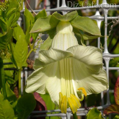 ����������� �����