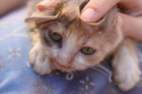 Взрослые боялись даже взглянуть на котенка, которого спасла 7-летняя девочка (9 фото) Взрослые боялись даже взглянуть на котенка, которого спасла 7-летняя девочка (9 фото)
