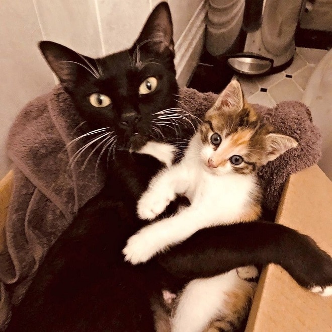 Кошка обнимает котенка Котенок с мамой