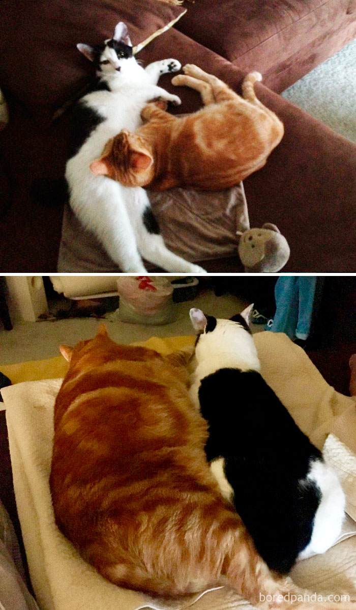 Lucy (B&W) And Linus (Orange). 4 Months Vs 6 Years