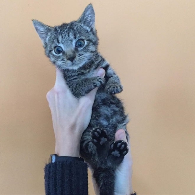 Котенок в руках Котенок в воздухе