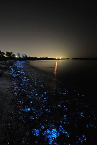 Что на дне Японского моря? Что на дне Японского моря?