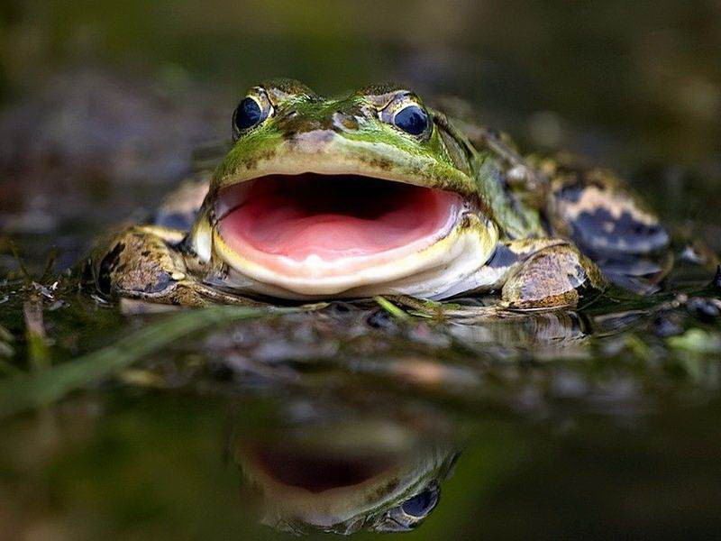 Великолепные моменты из мира животных (60 фото) Великолепные моменты из мира животных (60 фото)