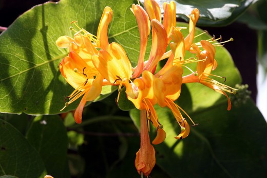 Жимолость каприфоль (Perfoliate Honeysuckle)
