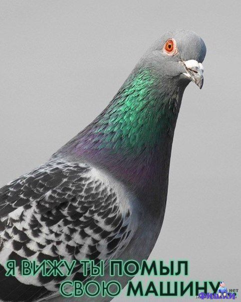 Фотоподборка автоприколов. Часть 36 авто, автоприколы, приколы
