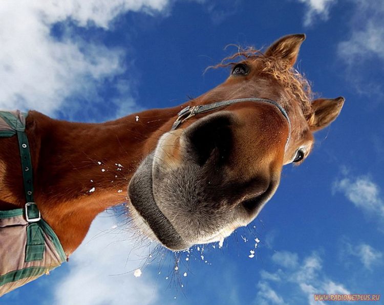 Забавные животные (34 фото) Забавные животные (34 фото)