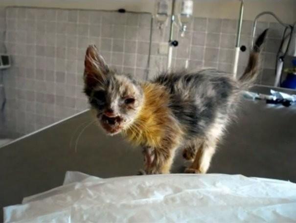 Взрослые боялись даже взглянуть на котенка, которого спасла 7-летняя девочка (9 фото) Взрослые боялись даже взглянуть на котенка, которого спасла 7-летняя девочка (9 фото)