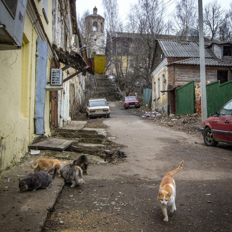 Совсем не диванные коты