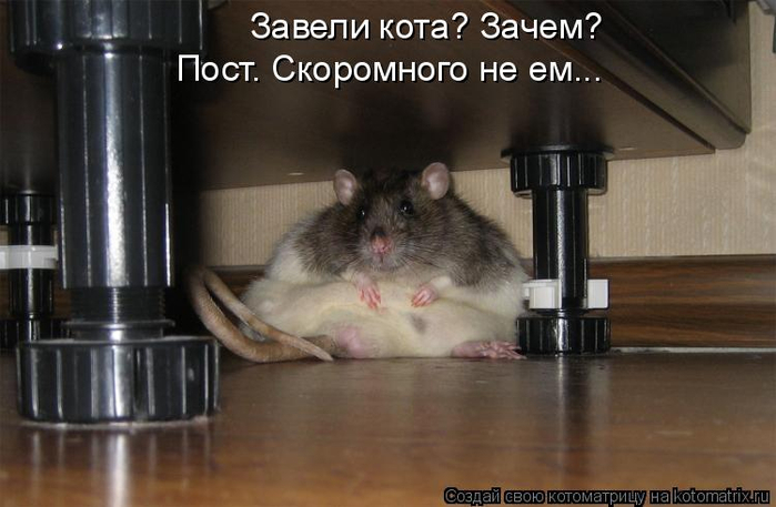 kotomatritsa_CY (700x457, 249Kb)