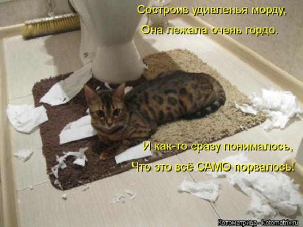 Котоматрицы (картинки с надписями)