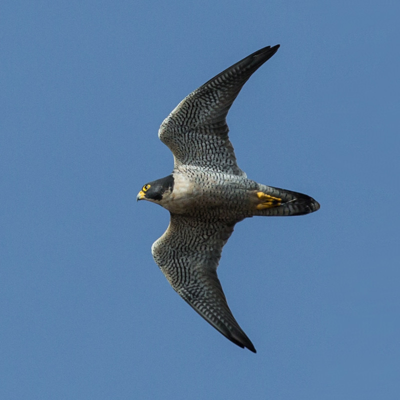 Peregrine falcon.