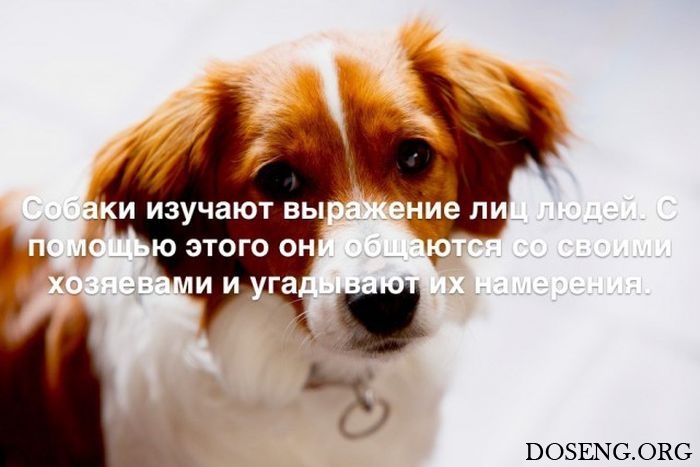 Любопытные и интересные факты обо всем на свете Любопытные и интересные факты обо всем на свете