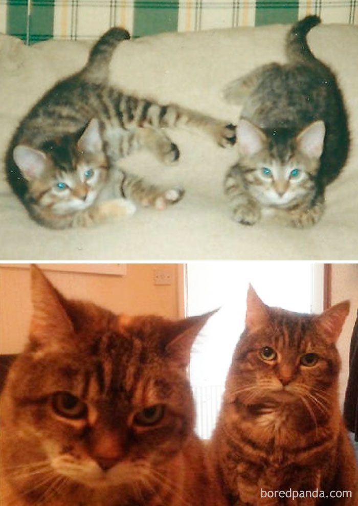 Котята, которые с возрастом превратились в шикарных котов и кошек