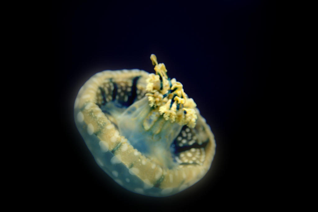 Jellyfish13