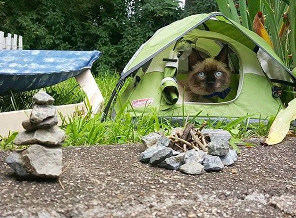 В поход с кошками