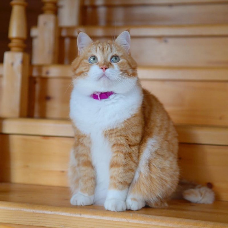 Рыжий котейка ищет приключения на свой хвостик в белом снегу Рыжий котейка ищет приключения на свой хвостик в белом снегу instagram, кот, рыжий кот, снег