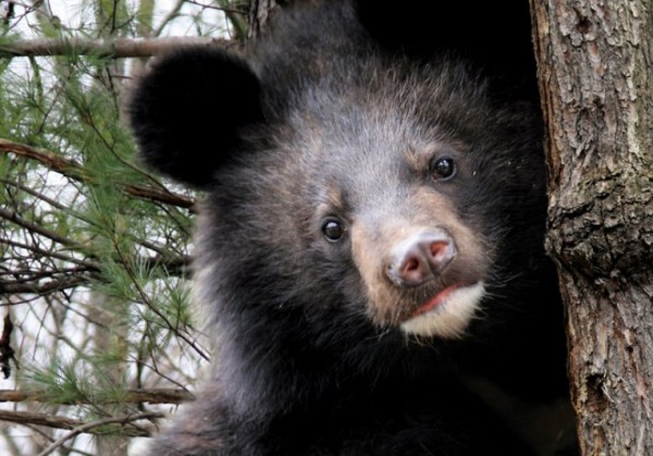 Видео: медведь станцевал у березы в Приморье