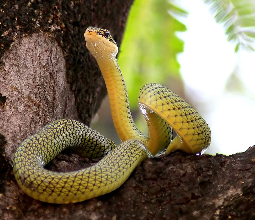 Chrysopelea ornata Chrysopelea ornata