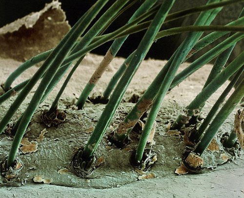 Макрофотографии обычных вещей (29 шт)