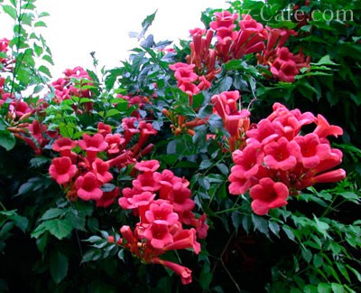 ����� ��������