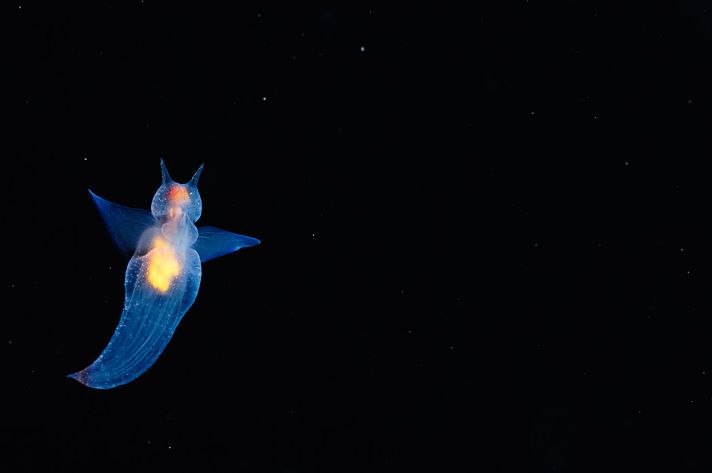 Что на дне Японского моря? Что на дне Японского моря?