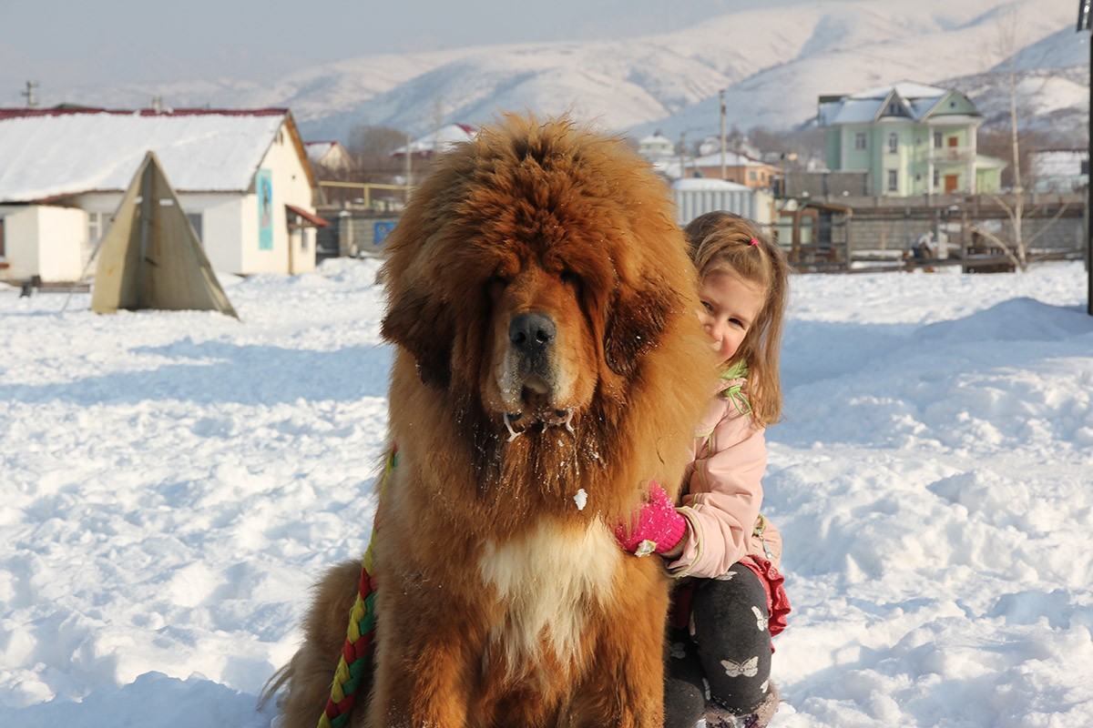 Gangsen05 Снежные львы: из Тибета в Казахстан