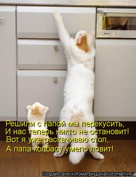 Котоматрицы (картинки с надписями)