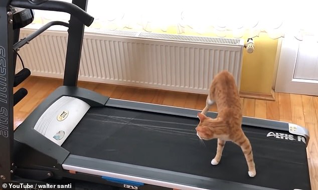 Уморительная реакция котика на беговую дорожку!