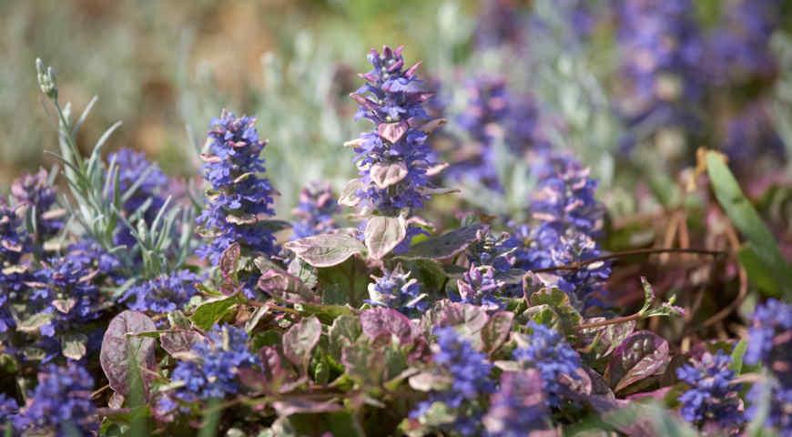 Живучка, Ajuga