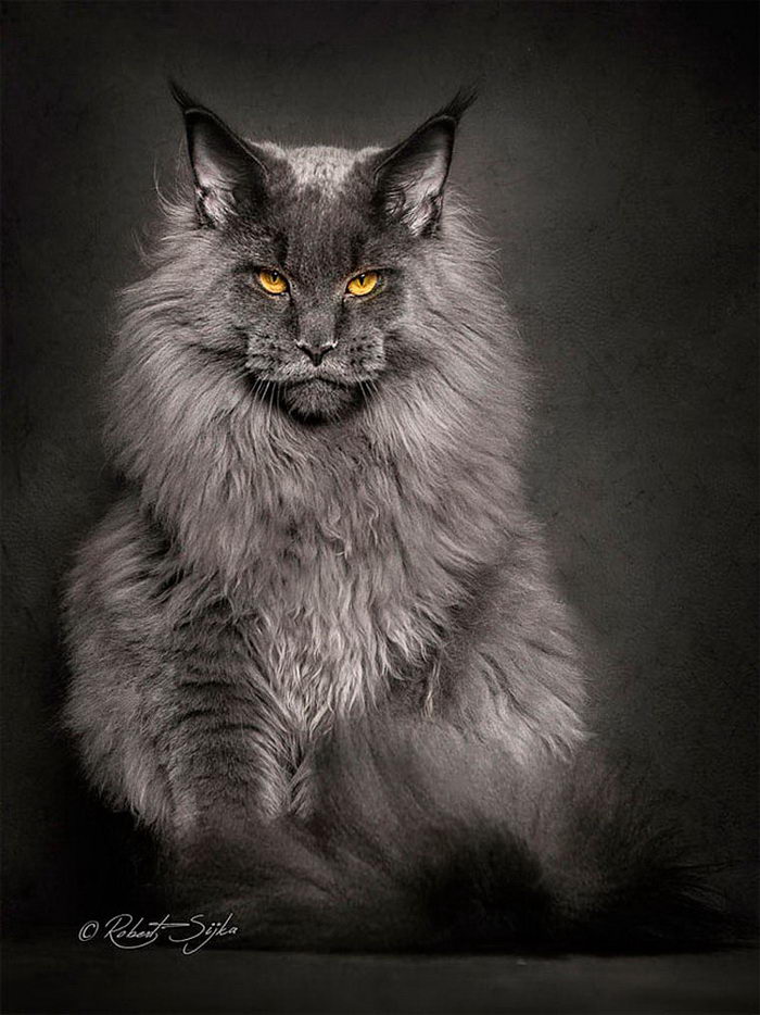 Красота мейн-кунов в фотографиях Robert Sijka Красота мейн-кунов в фотографиях Robert Sijka