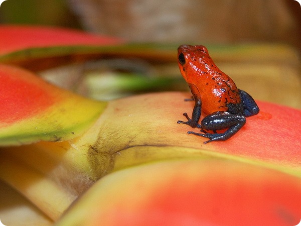 Oophaga pumilio