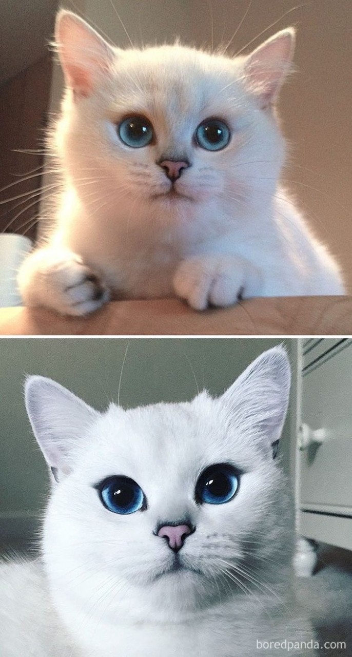 Котята, которые с возрастом превратились в шикарных котов и кошек