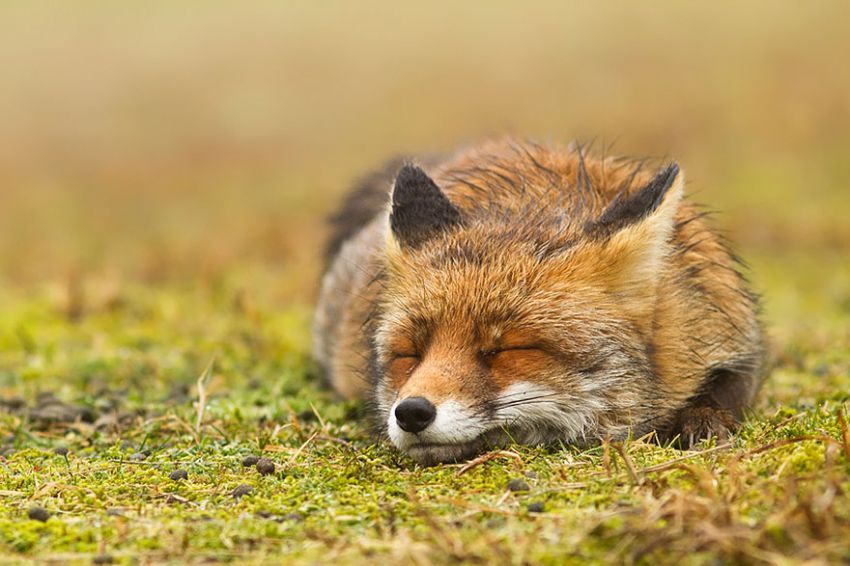 Лисы в дикой природе. Фотографии Roeselien Raimond фото, лисы, природа