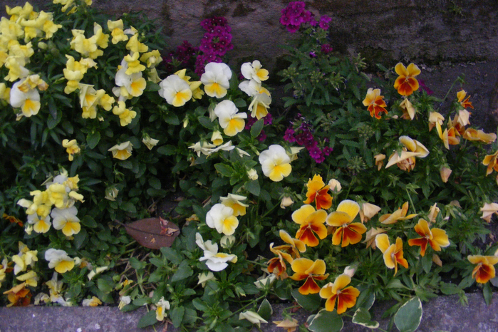 DSCF9745 (700x466, 537Kb)