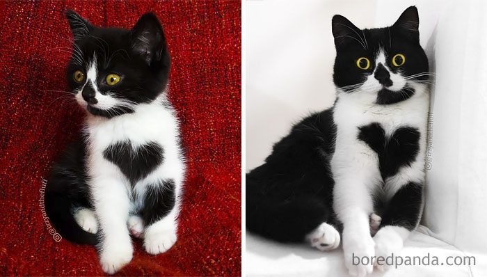 Котята, которые с возрастом превратились в шикарных котов и кошек