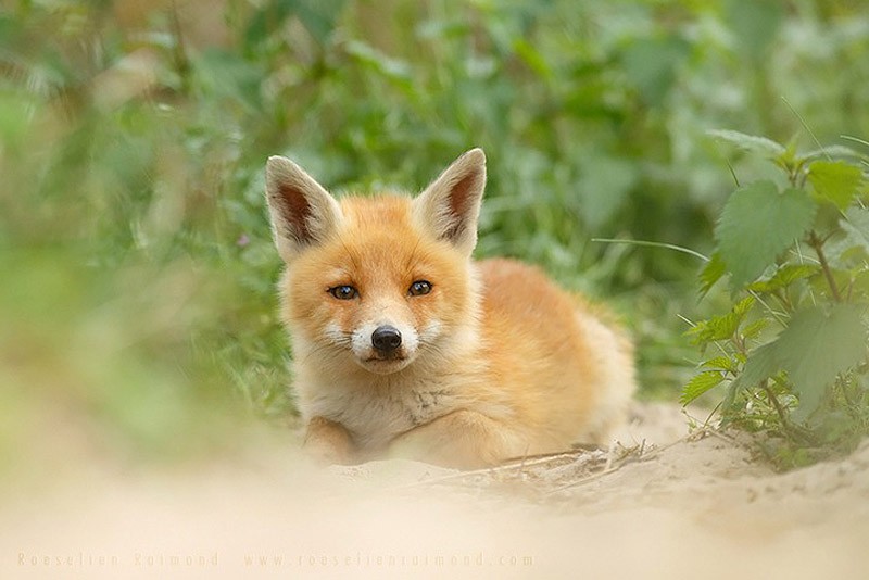 fox03    