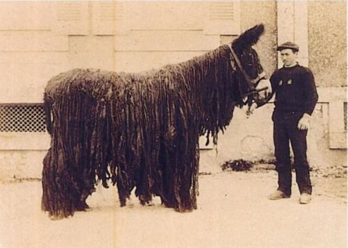 7 жутких тварей, когда-либо выведенных человеком 