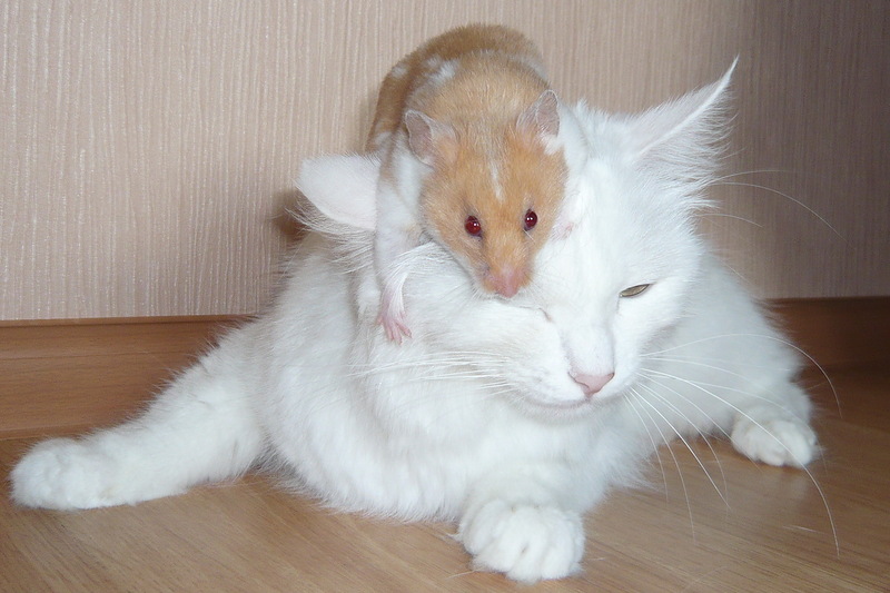 http://lyubimzi.ru/wp-content/uploads/2012/03/0_5e5fd_eb463a2c_XL.jpg