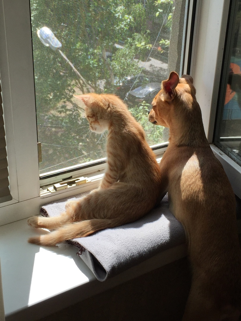 дружба собаки с котенком котенок и собака у окна