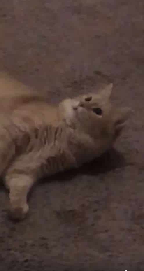 история о коте рыжий кот