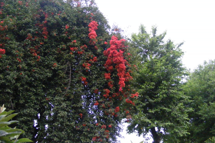 DSCF9725 (700x466, 444Kb)